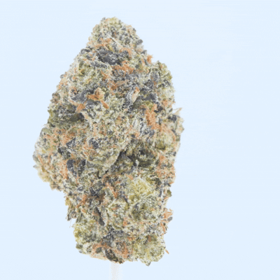 Headband – Top Shelf Flower
