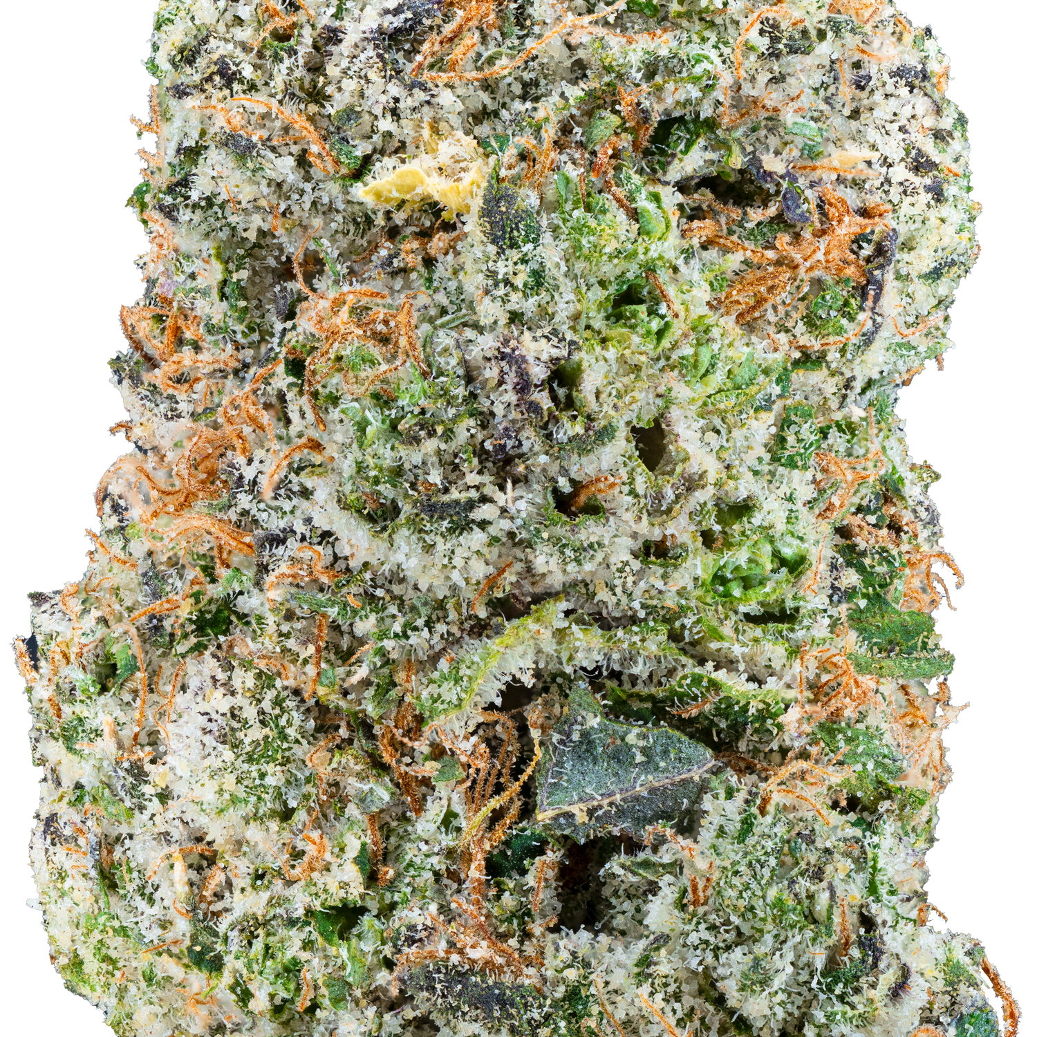 Gelato 45 – THCa Flower