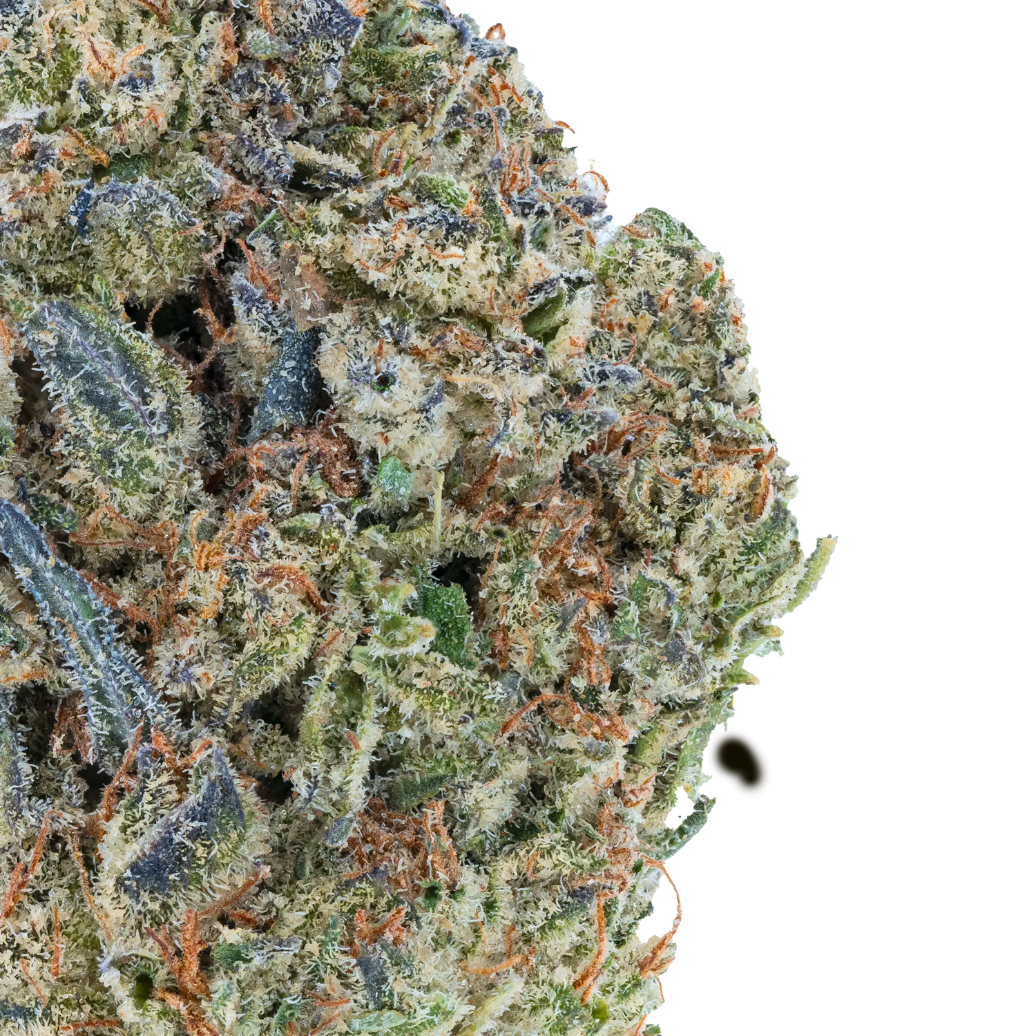 Bulk Discount Indoor Flower Bay Smokes