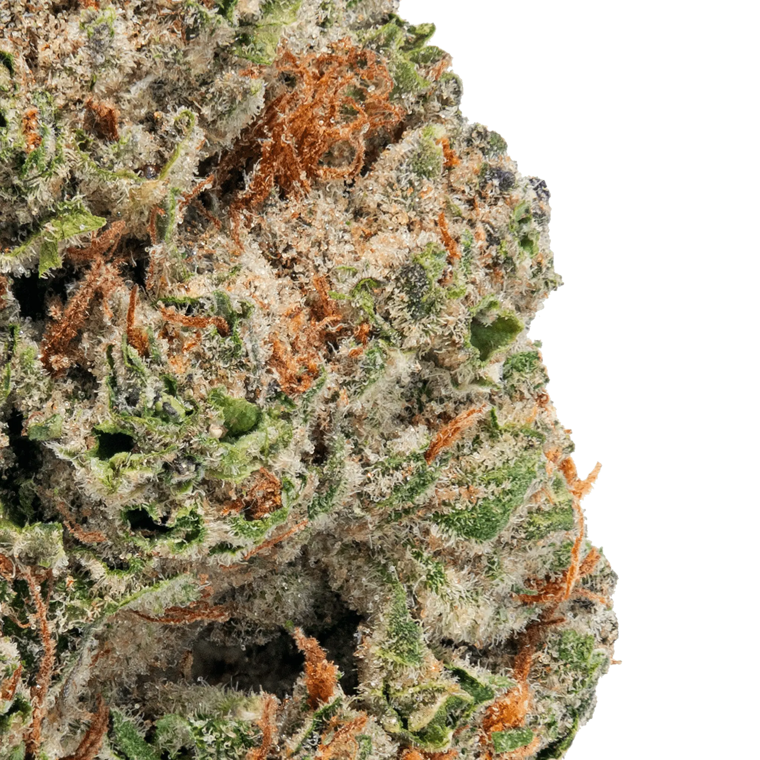 H5 – Top Shelf Flower